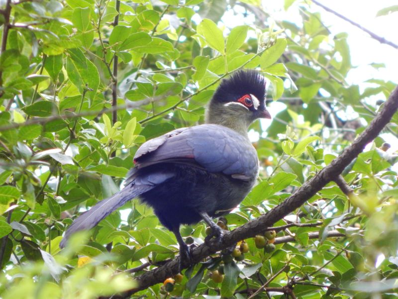Hartlaub's Turaco